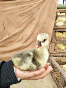成都合同養鵝公司推薦 包存活率、包技術、包回收的全方位服務