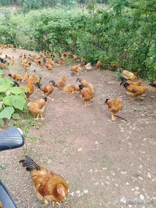 家禽中后期放養結合發酵飼料 提升肉質與效益的雙贏策略