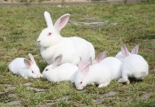 重慶巴南區滯銷農產品及優質家禽推薦方案