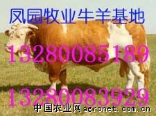 山東濟寧鳳園牧業 育肥牛代理合作邀您共拓畜牧市場