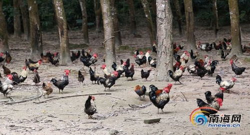 海南愛心扶貧網助力合作社獲9萬余元結算款，家禽產業大步發展